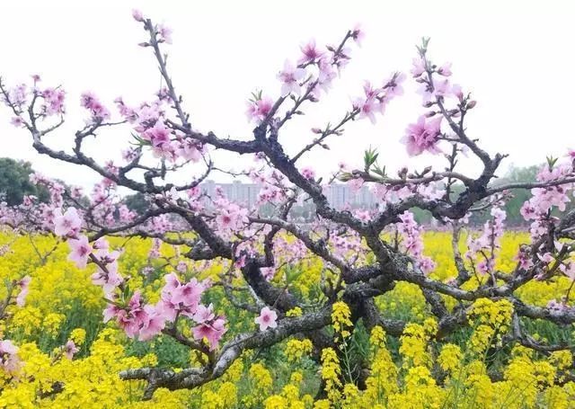 未来一周桃花运势高涨