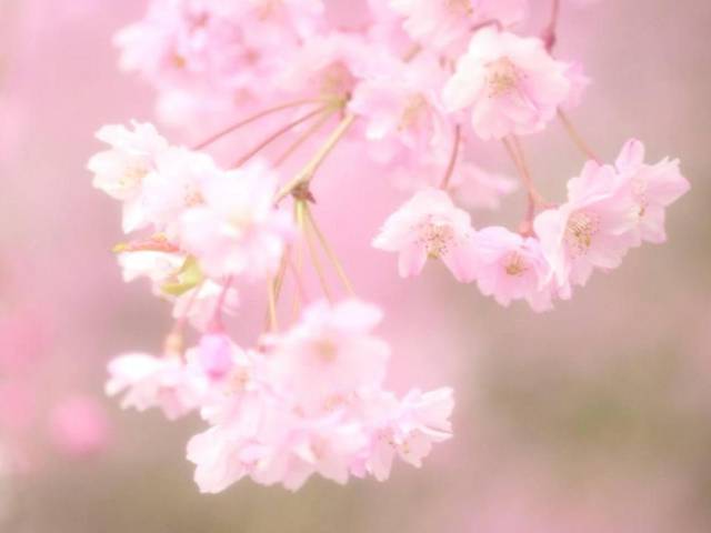 八字如何看桃花运