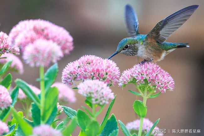 属牛桃花运势