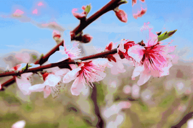 二月桃花运势高涨