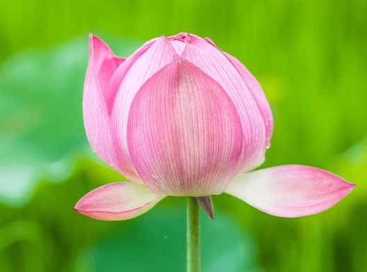 关于2015年生肖兔桃花运势如何的信息