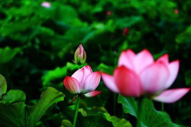 2008年生肖蛇的桃花运势