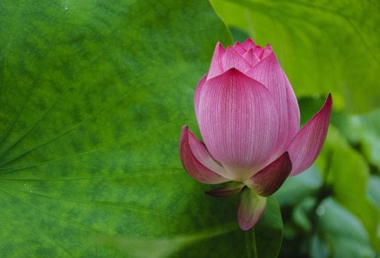 桃花运势起