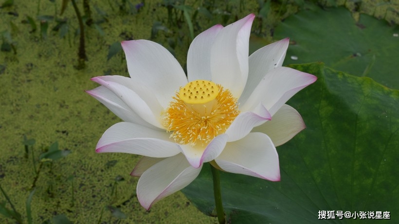 属羊的11月桃花运势