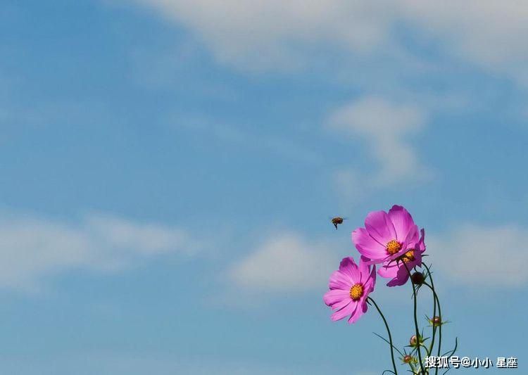 此四大生肖桃花运势大旺
