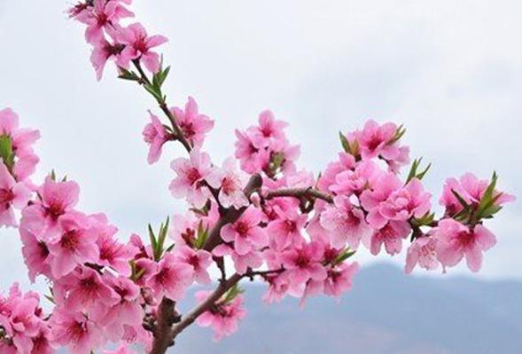 生辰八字和桃花运