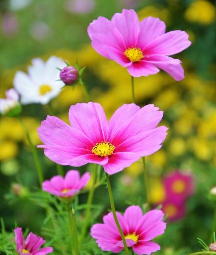 2021年3月桃花运势最好生肖