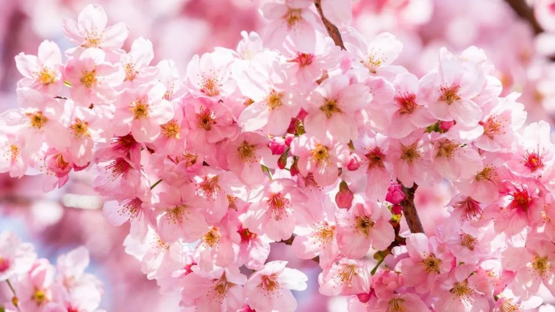 看一生桃花运势