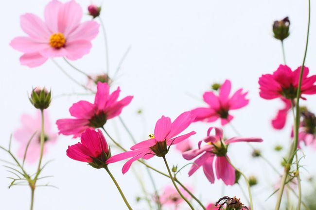 八字桑拓木女命桃花运
