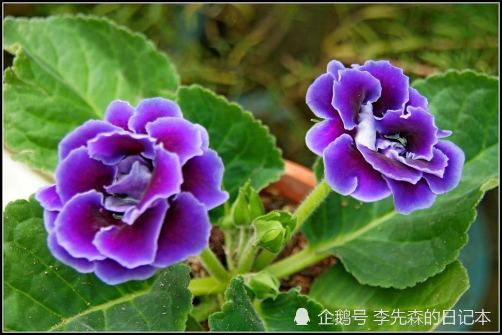 生肖鼠五月桃花运势