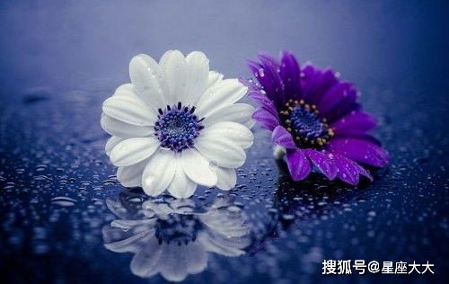 水瓶座2022桃花运势