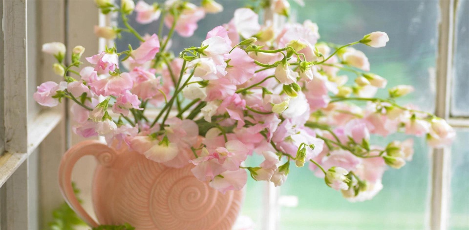 这两个生肖桃花运势旺