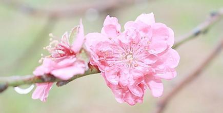 八字桃花运有哪几种详解