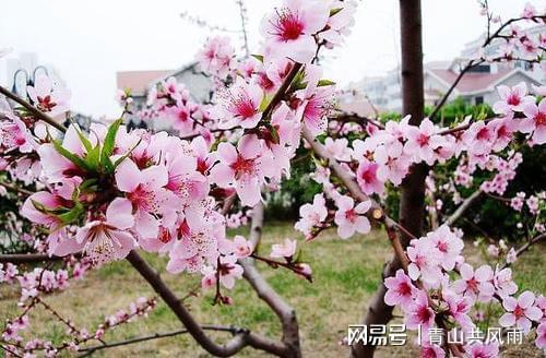桃花运势免费测