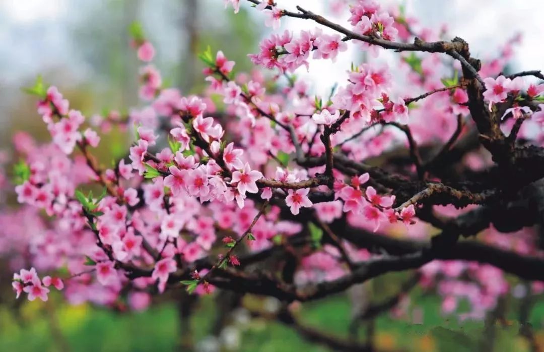 催桃花运势