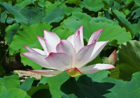 十二生肖九月桃花运势