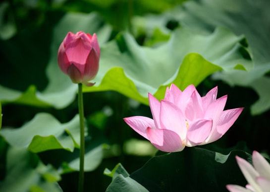 2016年十二生肖桃花运势分析