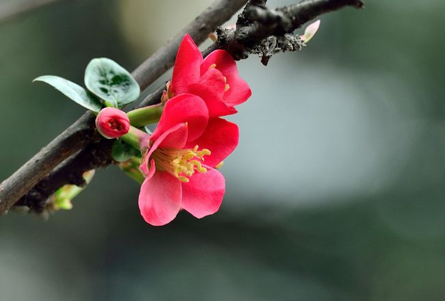近期桃花运势会很旺