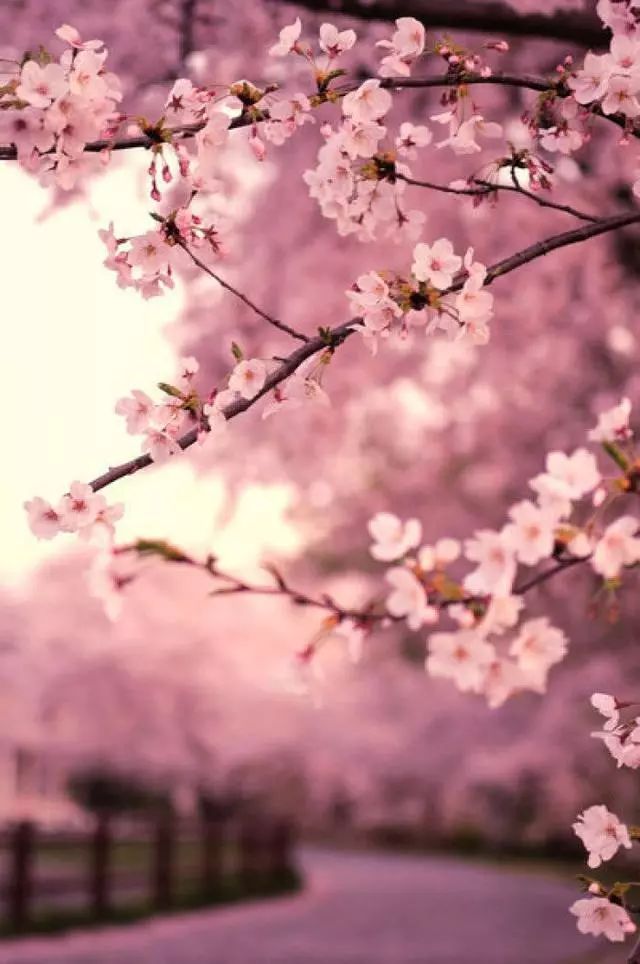 桃花运势极好
