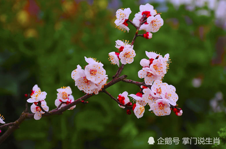 桃花运势最好的3大生肖的简单介绍