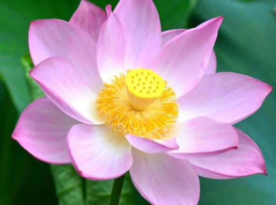 2021年桃花运势如何的简单介绍