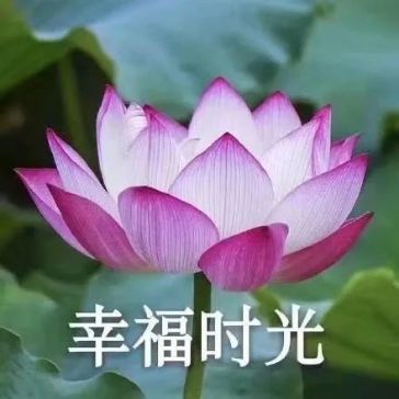 2021年双鱼座桃花运势
