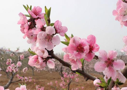 生肖猴六月桃花运势