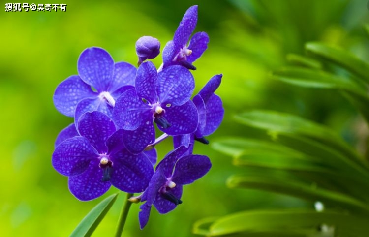 上半年桃花运势平平