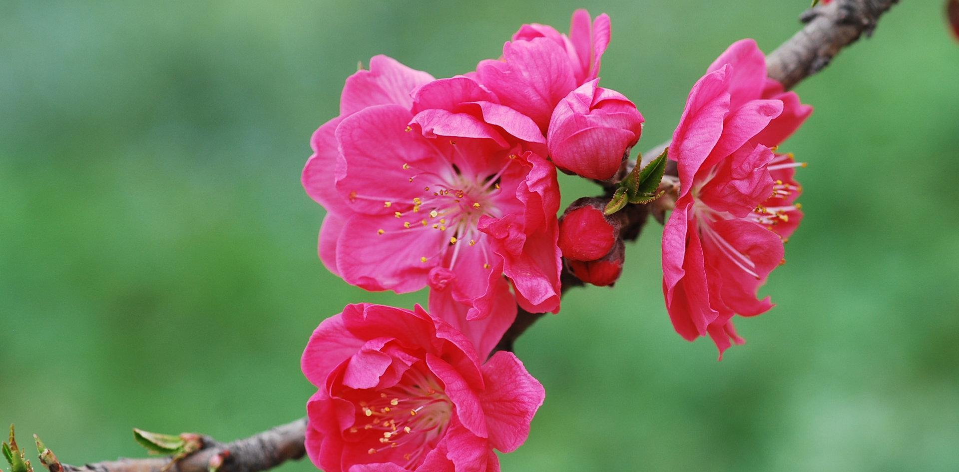 这三大生肖桃花运势如何