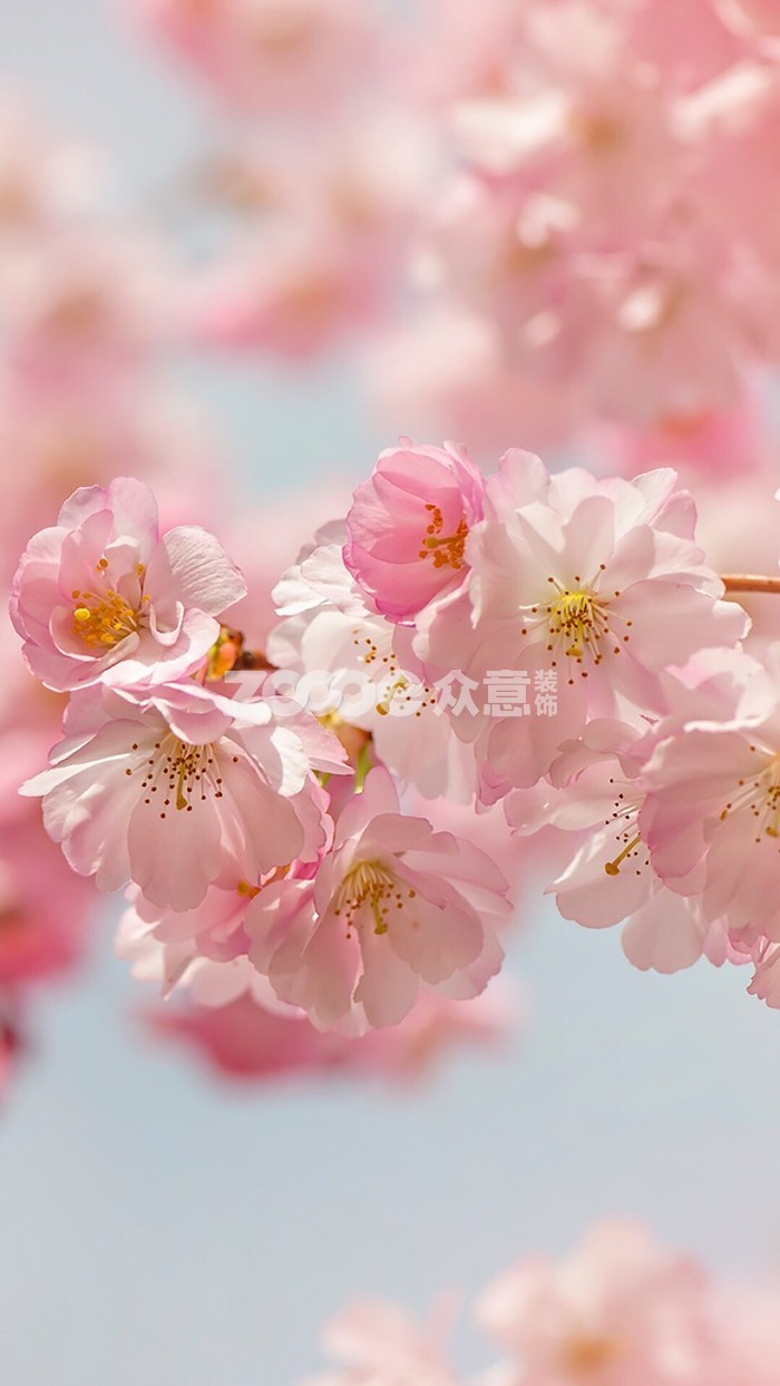 12月桃花运势
