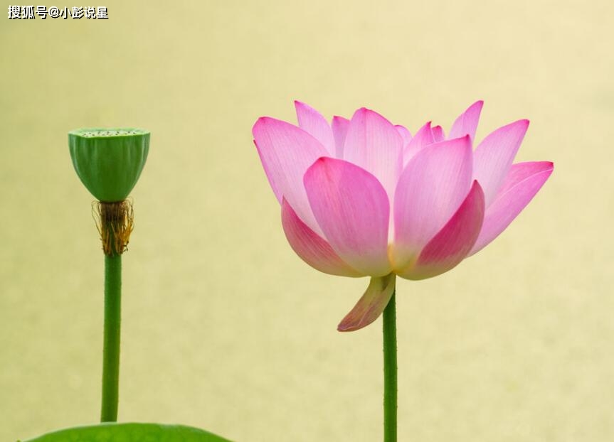 96年属鼠的桃花运势如