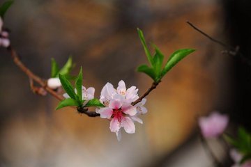 免费八字测试桃花运