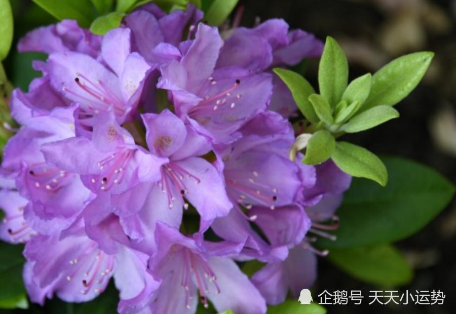提升桃花运势的植物