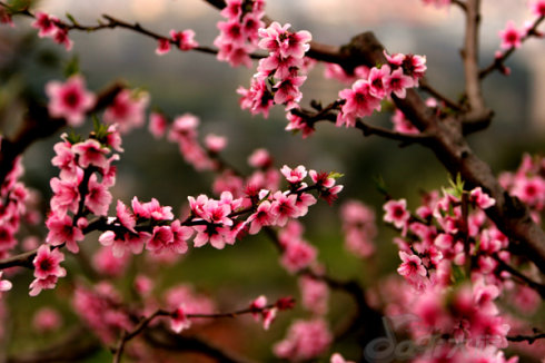 八字桃花运一身