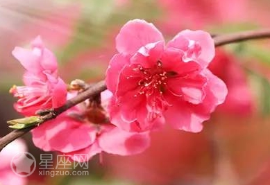 八字桃花运出轨