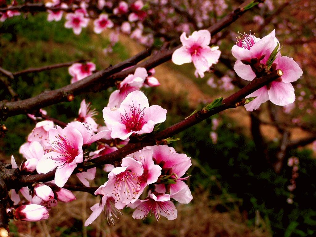 算命桃花运怎么说