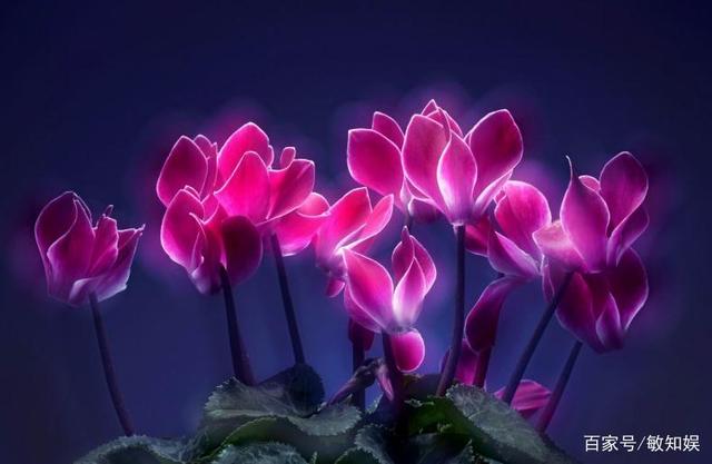 2021年桃花运势测算