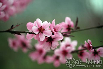 你的桃花运势怎么样的呢