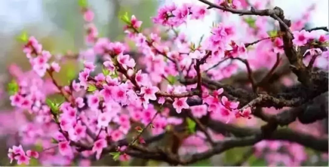 桃花运势上签
