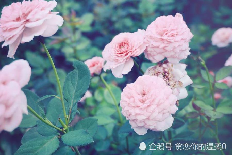 运势如桃花运