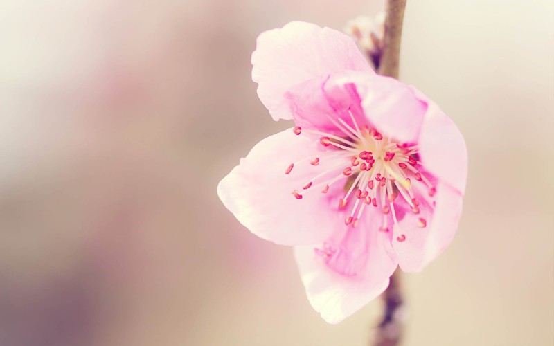 四月桃花运势