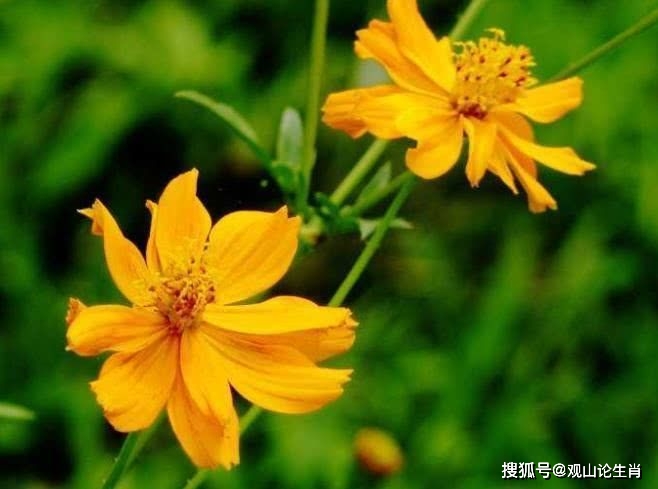 6月桃花运势暴涨