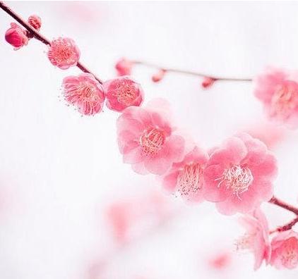 八字桃花弱怎样増强桃花运