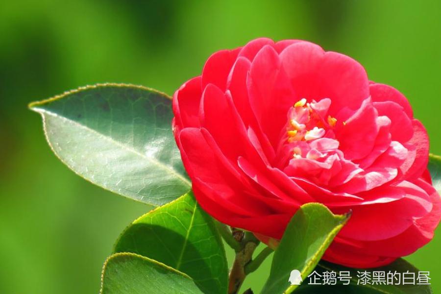 为什么运势和桃花运不强