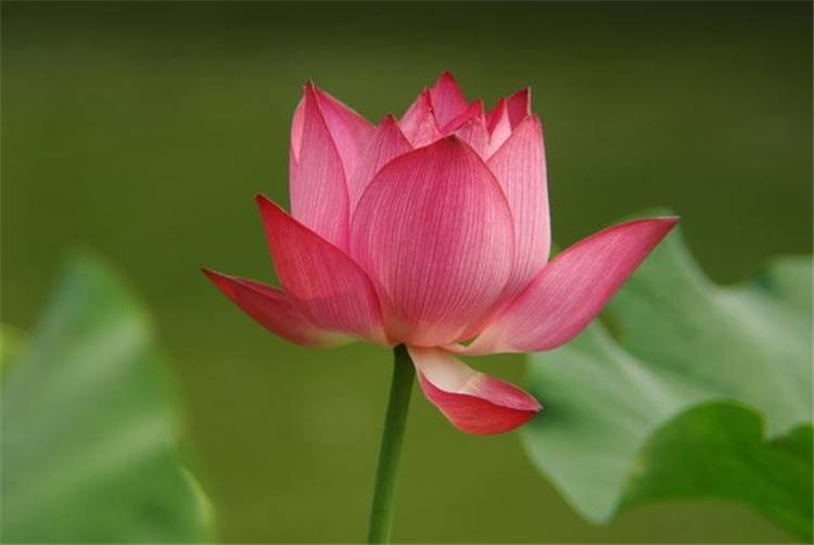 梦见自己算命说有桃花运