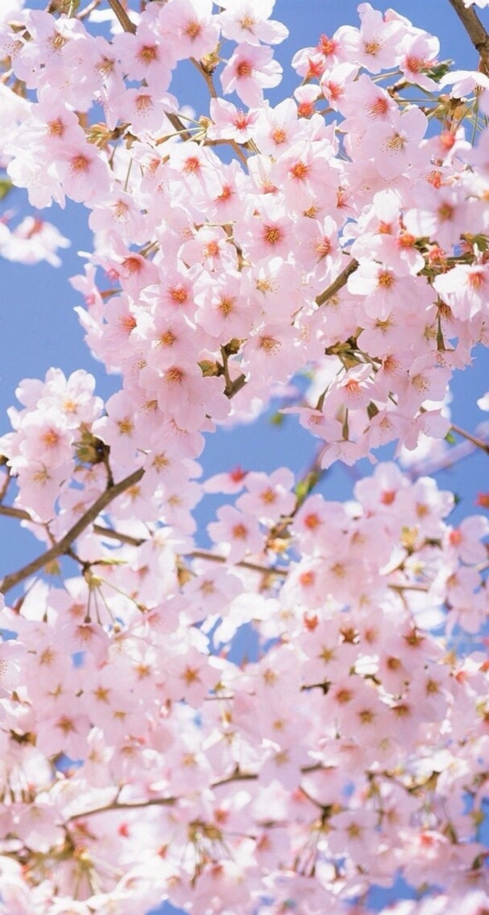 今年桃花运势