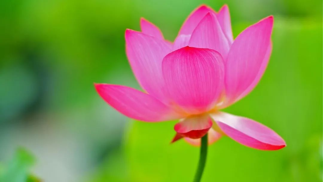 属狗的人6月份桃花运势的简单介绍