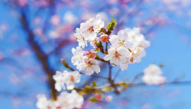 桃花运势比较好