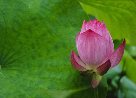 桃花运势一路升温的3大生肖