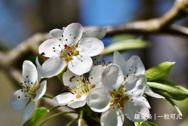 2017年属鼠的人桃花运势